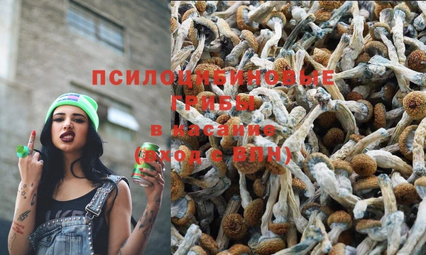 PSILOCYBIN Верхний Тагил
